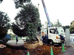 樹木の移植作業03