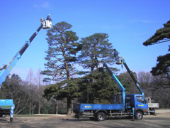 大高木の剪定作業