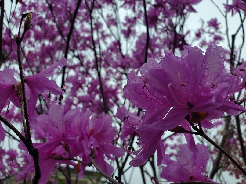 令和4年春❗皆様お待たせ❗わたじょう造園の春の植木祭り❗ツツジ祭り❗開催中(祝)この春ミツバツツジももう満開です。(笑)　今年も大盛況❗感謝❗感謝❗有り難うございます❗