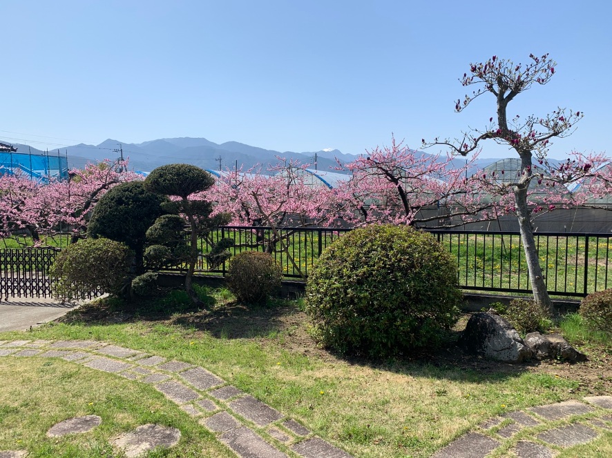 桃畑を借景に春景色