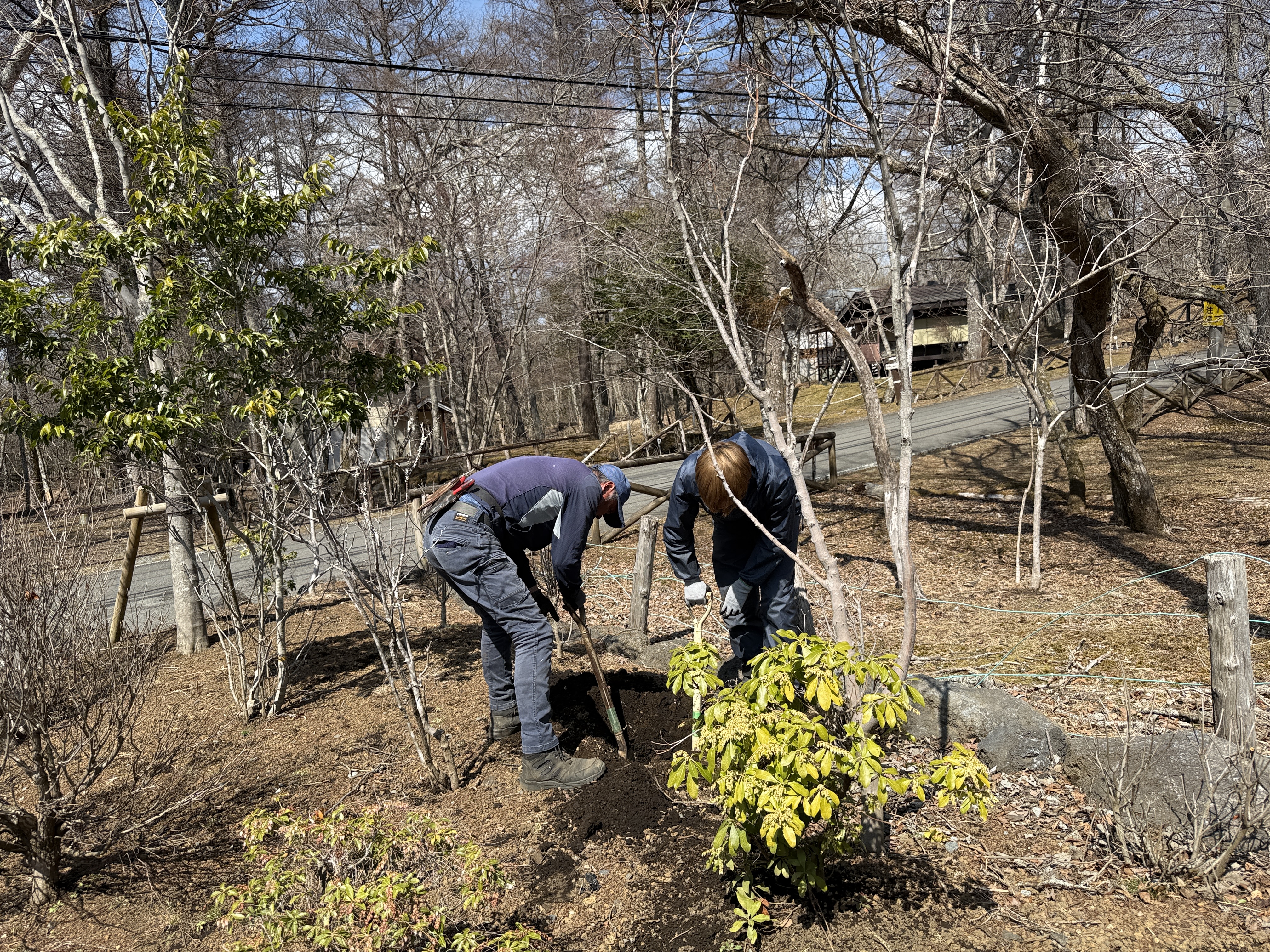 春が来たぞ　　庭木今年も大放出🌸ヒヒーン🎠🐎🐎